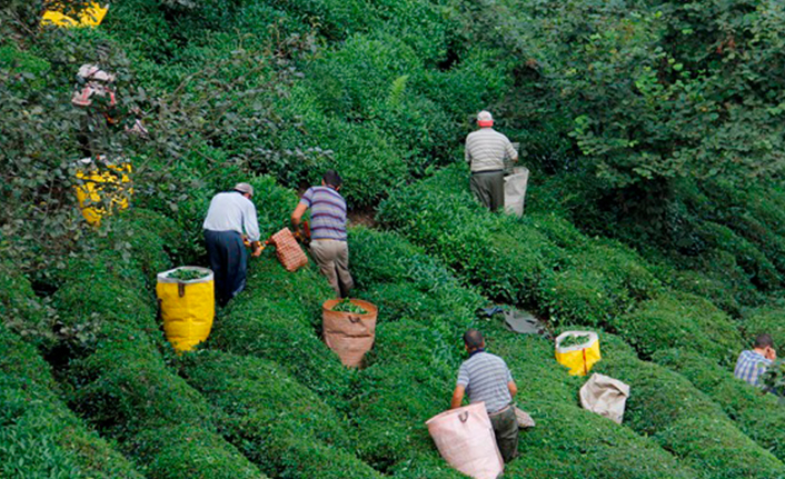 Trabzon Ticaret Borsası'nda Çay kampanyası değerlendirildi…