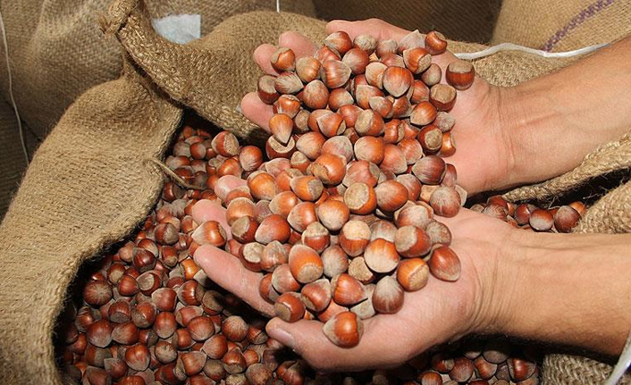 Fındık fiyatlarında son durum! Üreticinin yüzünü güldüren gelişme