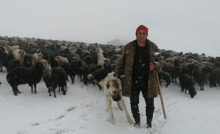 Artvin'de yağan Mayıs karı hayvan sürüsünü vurdu