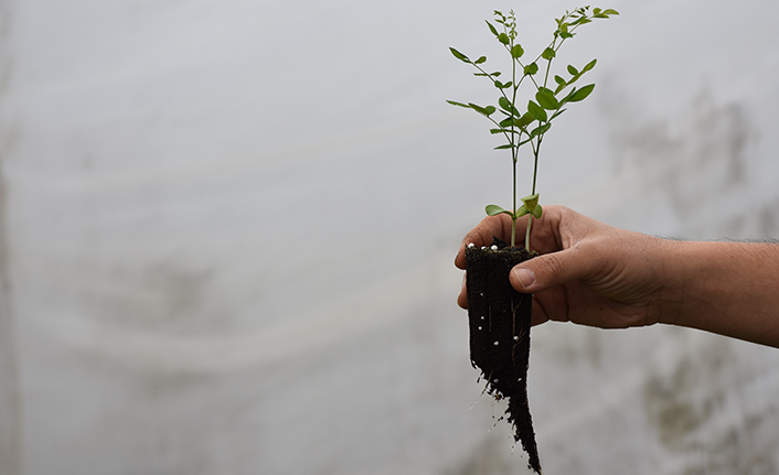 Trabzon'da yetiştiriliyor! Doğu Karadeniz'in her yerinde toprakla buluşuyor