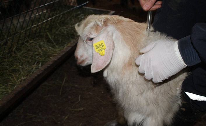 Bayburt'ta kurbanlık hayvanlar aşılandı