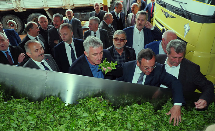 Çay hasadı başladı