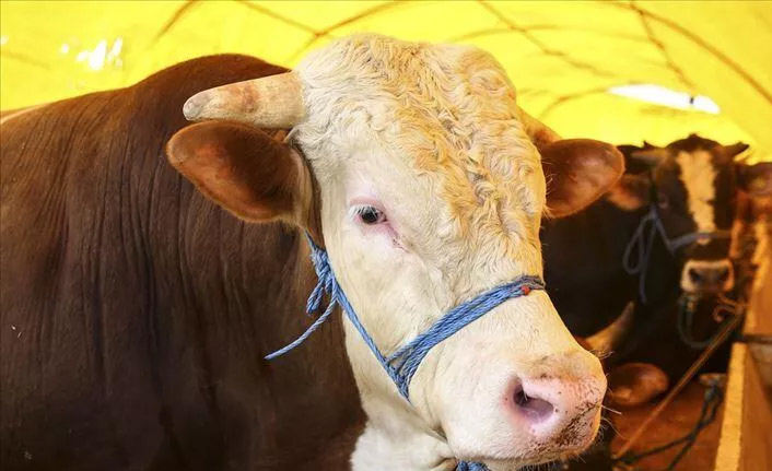 Kurbanlık fiyatları el yakıyor