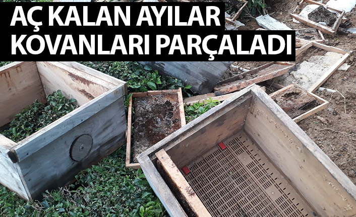 Artvin'de aç kalan ayılar kovanları parçaladı