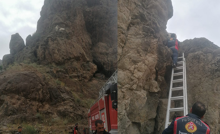 Artvin'de kayalıklarda mahsur kalan keçiler itfaiye ekipleri tarafından kurtardı