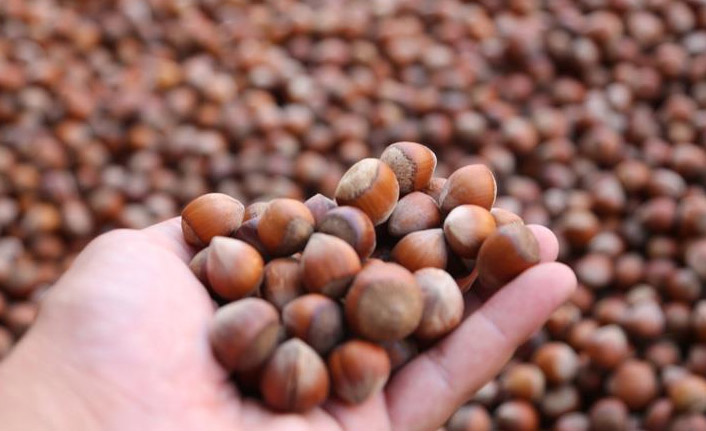 Trabzon'dan 4 ayda 201,1 milyon dolarlık fındık ihracı