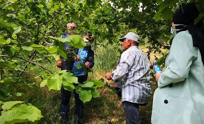 Fındıkta bakım ve zararlılarla ilgili mücadele