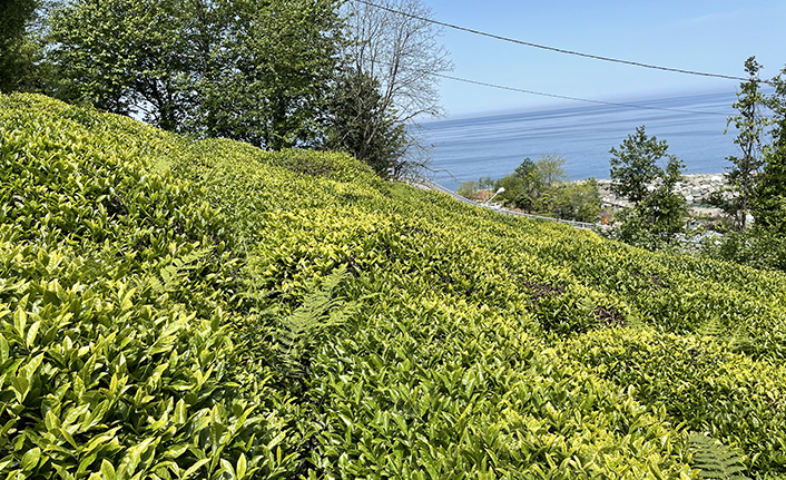 ÇAYKUR'dan 10 Günde 50 Bin ton yaş çay alımı