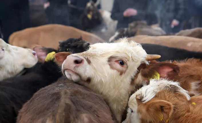 Dana vereminde ürküten tablo!