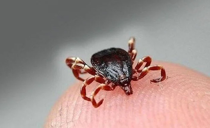 Sivas'ta kene can aldı