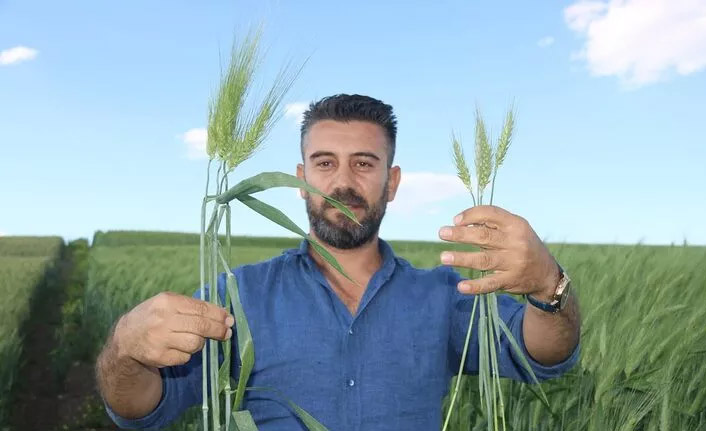 Bu buğday tam 7 bin yıllık!