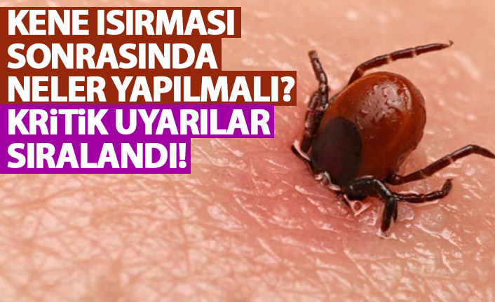 Yaz ile beraber uyarılar peşpeşe gelmeye başladı! Kene ısırması sonrası neler yapılmalı?