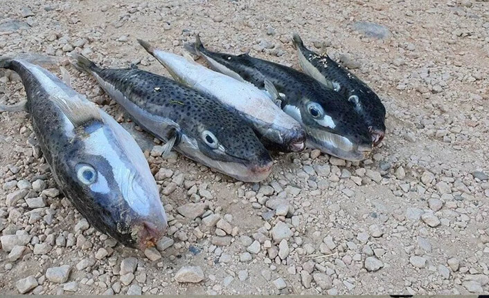 Mersin'de sahile vuran balon balıklarını yiyen kediler zehirlendi