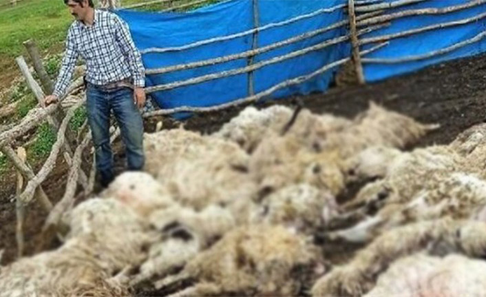 Gök gürültüsünden korkan koyunlar birbirlerini ezerek telef oldu