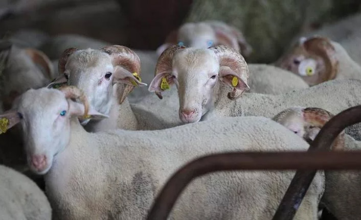 Kurban fiyatlarında ilk rakamlar geldi! İşte fiyatlar...