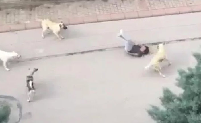 Ankara'da dehşet! Çocuğa saldırdı