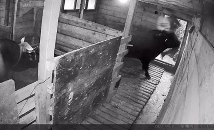 Artvin'de boğa, sahibine saldırdı