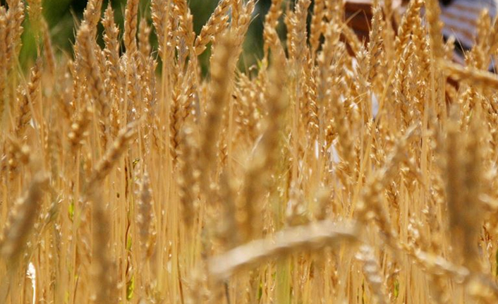 Buğday ve arpa alım fiyatları açıklandı