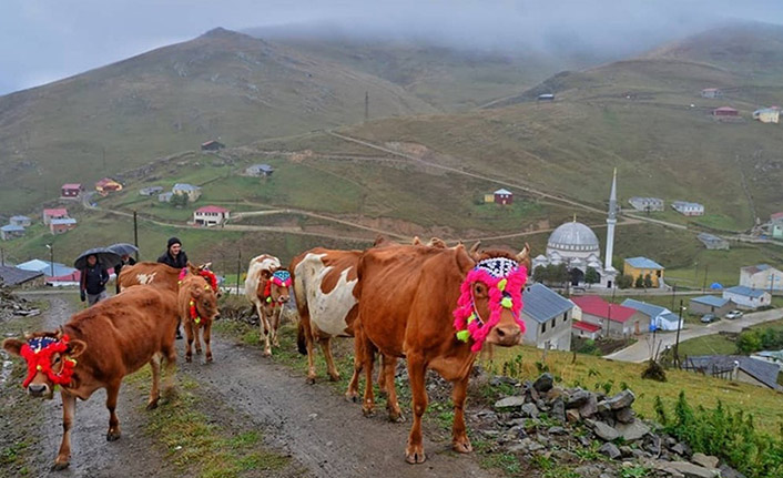Trabzon'da süsledikleri inekleri ile yaylaların yolunu tuttular