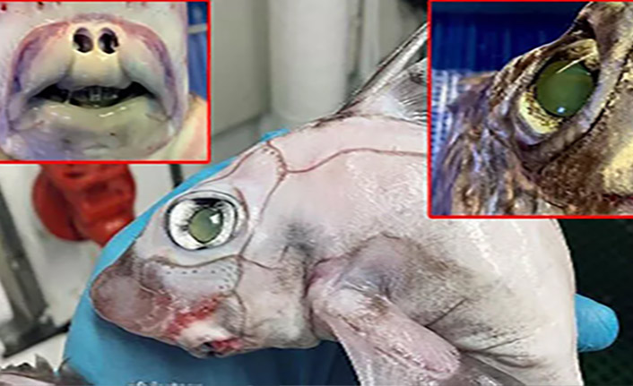 'Frankenstein balığı' sosyal medyayı salladı!