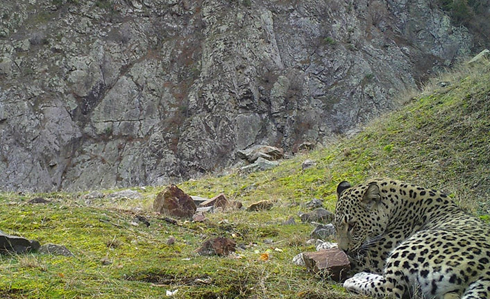 Artvin'de görüntülenen parsın ailesi araştırılıyor