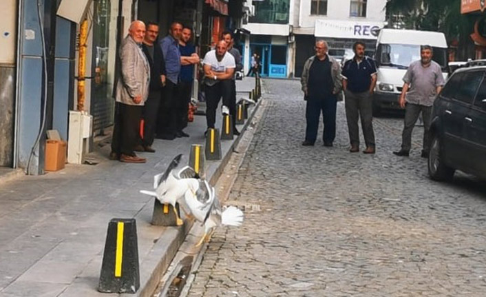 Trabzon'da martıların kavgası! Film gibi izlediler