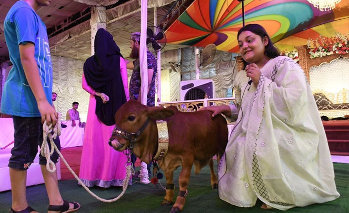 Dünyanın en küçük ineği Queen