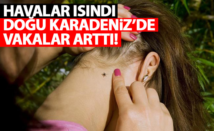 Havalar ısındı Doğu Karadeniz'de kene vakaları artmaya başladı