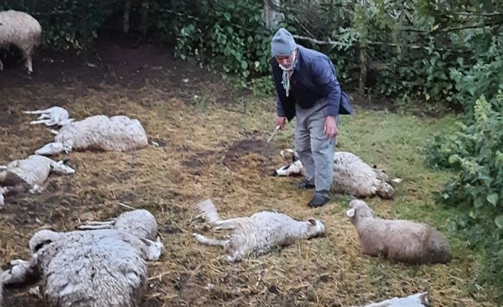 Kurt sürüsü 35 hayvanı telef etti