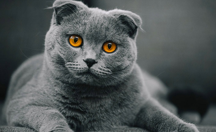 Scottish Fold özellikleri ve bakımı
