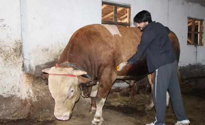 1,3 ton ağırlığındaki kurbanlık alıcısını bekliyor fiyatı ise cep yakıyor