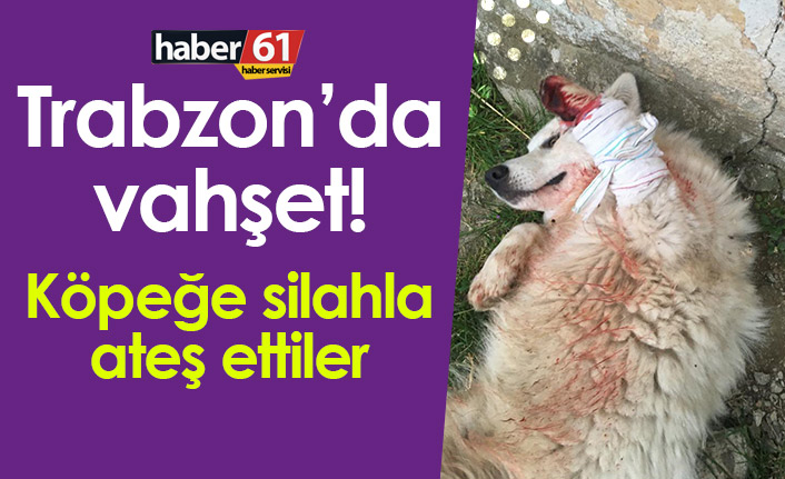 Trabzon'da vahşet! Köpeğe silahla ateş ettiler