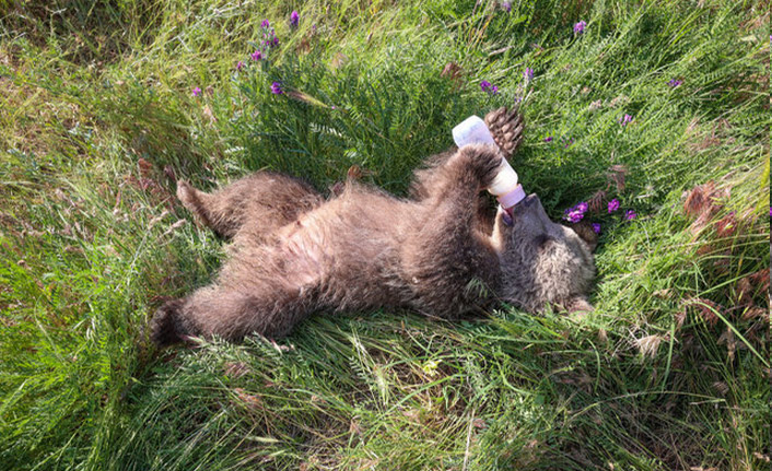 Özel bakımla hayata tutundu tedavisi ardından barınağa gönderilecek