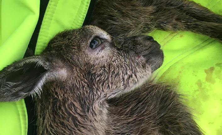 Doğa fotoğrafçısı yeni doğmuş dağ keçisinin hayatını kurtardı