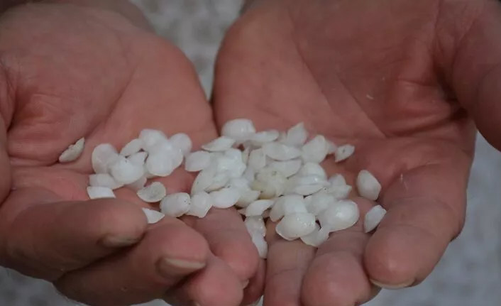 Balığın kafasından çıkan bu beyaz taşlar yok satıyor