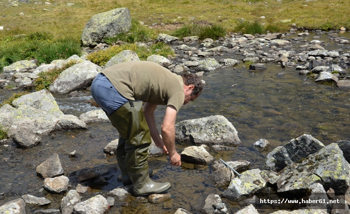 Kaçkarlar'da 48 Alg türü tespit edildi