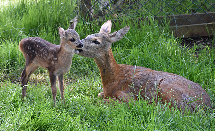 Trabzon'da "Bordo" ile "Mavi" botanik parkın maskotu oldu
