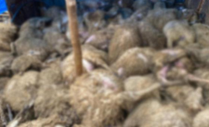 Gece yarısı ağıla girdi tüm koyunlar telef oldu