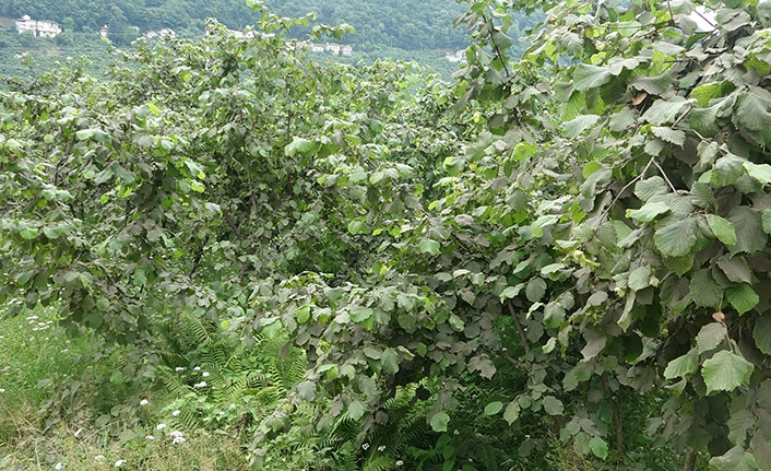 Fındık üreticisinin ‘Drakula’ sevinci