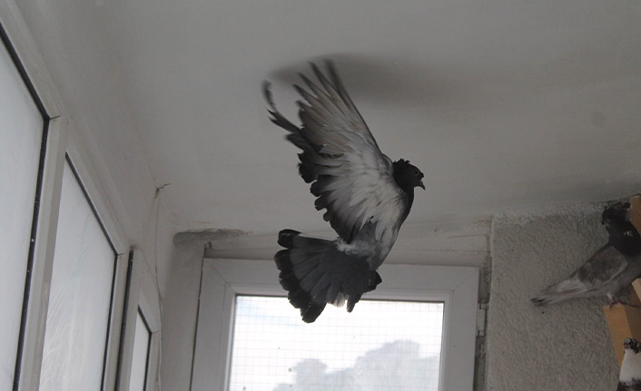 Bayburt'ta bir kuş türü "Türk fısıldayıcısı"