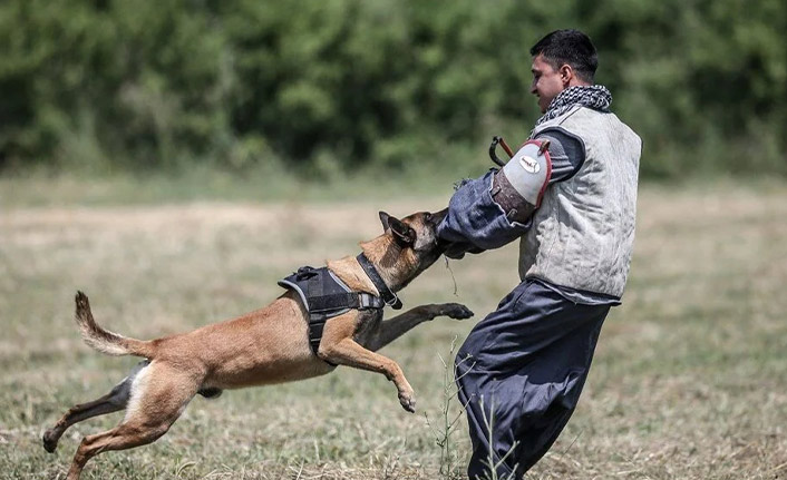 TSK'nın cesur keşif köpekleri. 20 Haziran 2022