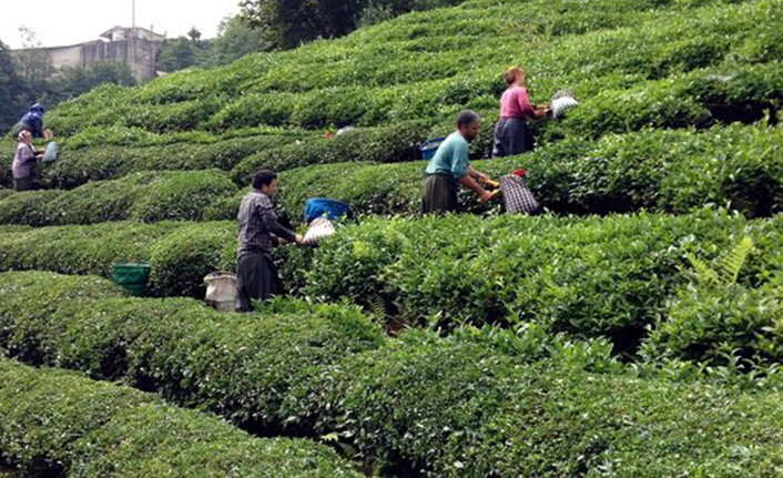 Çay Kanunu Teklifi TBMM Başkanlığına sunuldu!