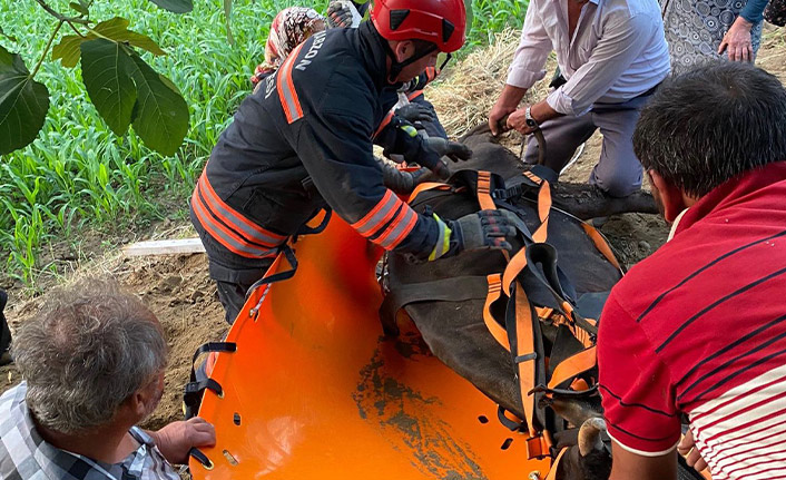 Trabzon'da inek kurtarma operasyonu