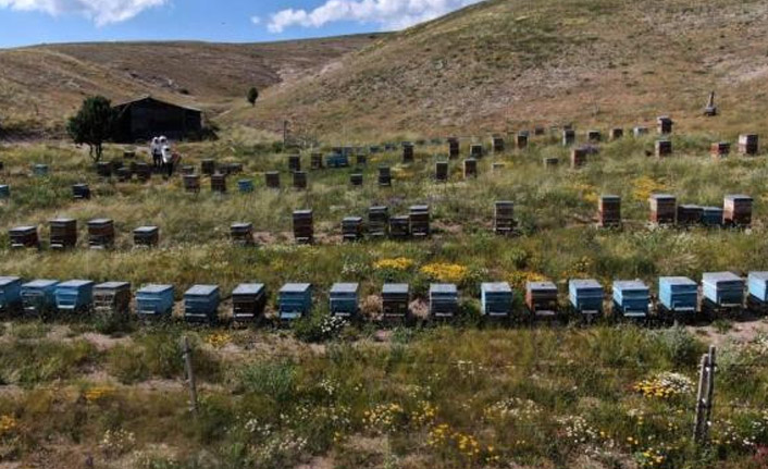 Zekasıyla ayıları yendi