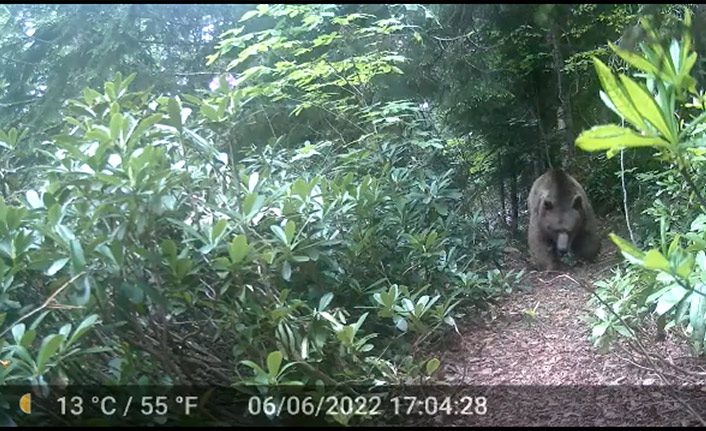Profösörün Trabzon'da eve dadanan ayı kameraya yansıdı