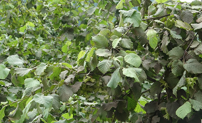 Koronavirüs fındık tarımını yeniden öğretti! "2 milyar dolar..."