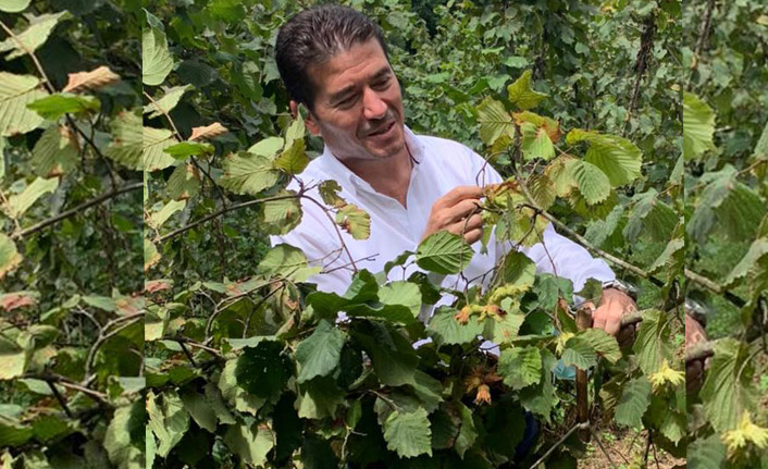 CHP'li Kaya'dan TMO'ya uyarı: "2,53 dolara fındık satarak piyasayı düşürüyorsunuz"