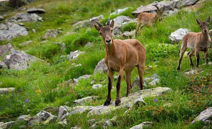 Kiev'in keçisi bombaları patlattı 40 Rus askeri yaralandı