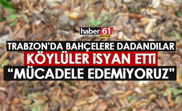 Trabzon’da İspanyol Salyangozu isyanı: Mücadele edemiyoruz