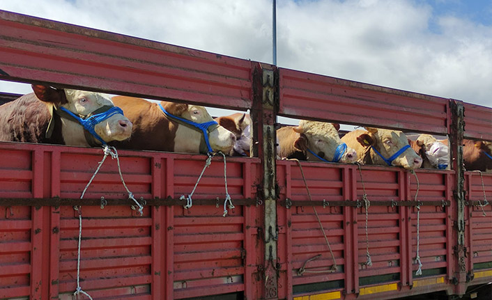 Trabzon'a kurbanlık sevkiyatı başladı!